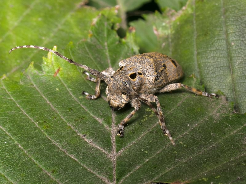 Mesosa curculionoides (Linnaeus, 1761)